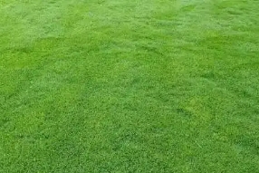 江苏百慕大草坪草皮电话