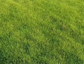 江苏百慕大草坪草皮批发基地